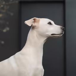 an white dog looking in a mirror next to the door