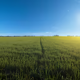 the sun is shining in a bright blue sky above a green field