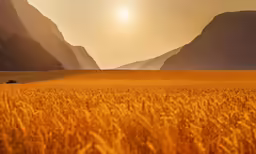 some tall grass in a field by the mountains