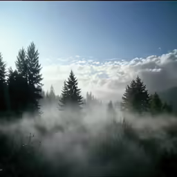 the fog covers the ground near some trees