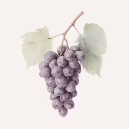 the cluster of grapes is still attached to the vine
