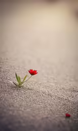 an orange flower grows on the side of asphalt
