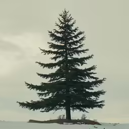 people are walking past a tall tree on the snow