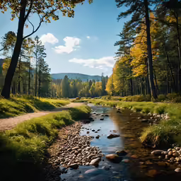the stream in the woods has many rocks
