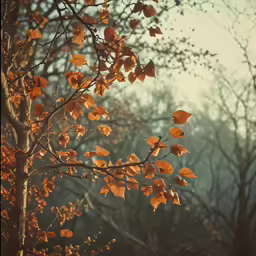 the trees are covered in yellow autumn leaves