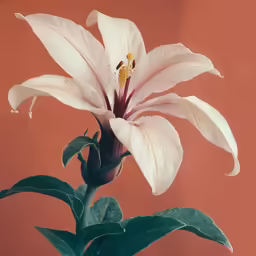 a pink flower with green leaves sits in a vase