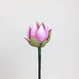 an upside down photo of a pink flower in a vase,a lotus flower that is standing upright on a stem
