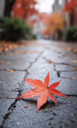 a lone leaf lays on the ground next to buildings