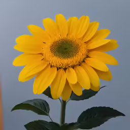 a yellow flower sits in a glass vase