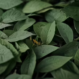a yellow insect on top of some leaves
