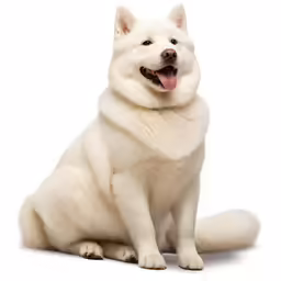 the large dog is white and furry