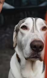 a close - up image of a white dog looking ahead