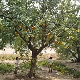two boys are in the middle of an orange tree