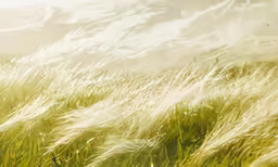 a field with many tall green grass blowing in the wind
