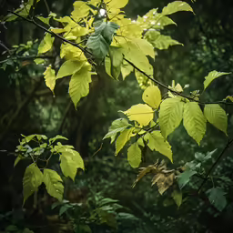 the leaves on the tree are yellow and green
