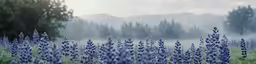 a field with purple flowers and a lake with trees behind it