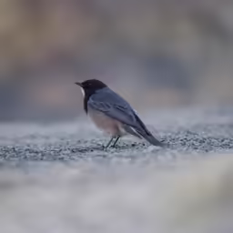 the little bird is sitting on the ground
