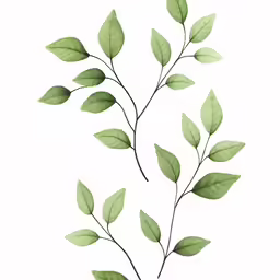 some green leaves on a branch in white background