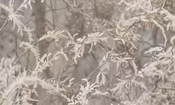 frost on the branches of a tree