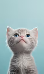 a kitten looks upward at something while standing up