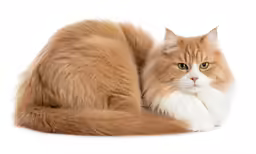 a very big fluffy cat laying down on white ground