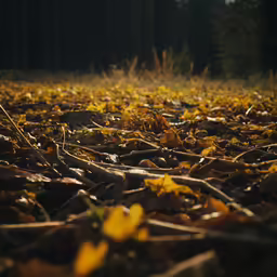 the leaves are all on the ground in a forest