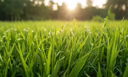 some green grass some trees and sunshine