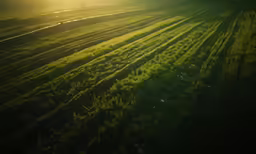 a very big grassy field with some trees and light shining