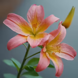 a large pink flower with yellow centers in the middle of the day