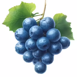 a bunch of blue grapes hang from a vine