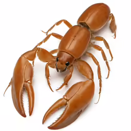 a brown crab with three large claws and three legs