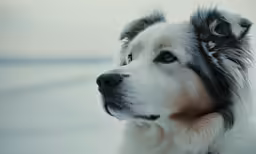 the dog is waiting to be released into the camera