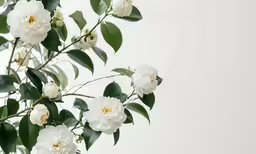 some white flowers are blooming on a small tree