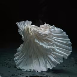 a very pretty white object in the dark