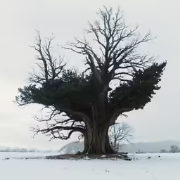 an old, frozen tree is standing alone in the snow