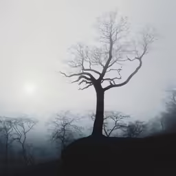 a lone tree in the distance with a foggy sky