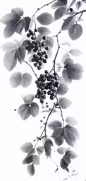 some grapes are hanging from the branch with leaves