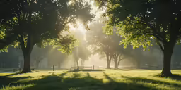 an image of sun shining in the trees
