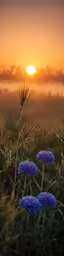 blue flowers are blooming on top of a lush green field