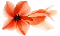 two orange flowers in a white vase