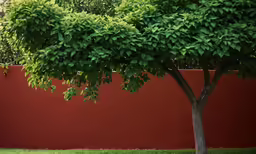 a red wall and some trees by it