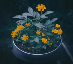a group of yellow flowers growing out of the ground