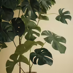 a large, green plant is in a potted plant
