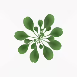 a circle made from green leaves