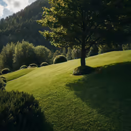 a tree on the side of a lush green field