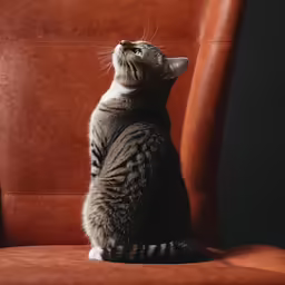 a striped cat sitting in a brown chair