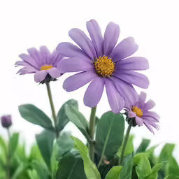 some purple flowers with green leaves near a white wall