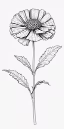 the flower is a daisy, and it looks like it has a long stem with leaves,a flower that is drawn by hand with an ink pen