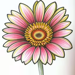 this drawing depicts the beautiful pink flower with yellow centers,drawing flowers and art tips drawing a flower with colored pencils,a drawing of a pink flower,a pink and yellow flower drawn in colored pencils,a drawing of a pink flower with petals