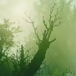 a hazy green forest with a leafless tree and some branches